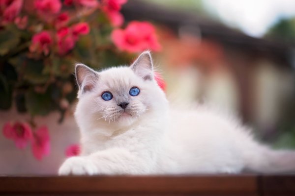 Рэгдолл кошка белая