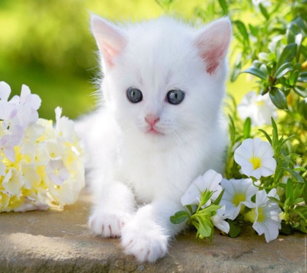 Красивые котятки