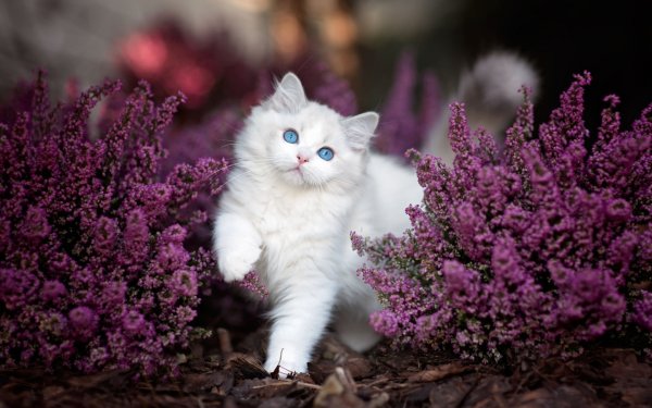 Котенок в цветах