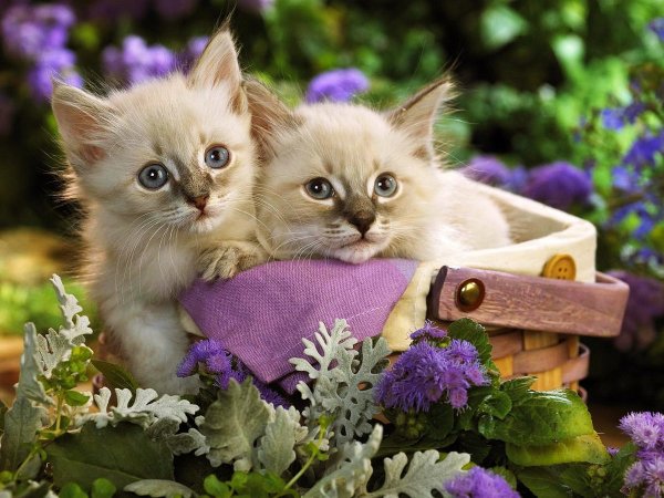 Красивые котята