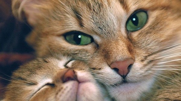 Красивые котики