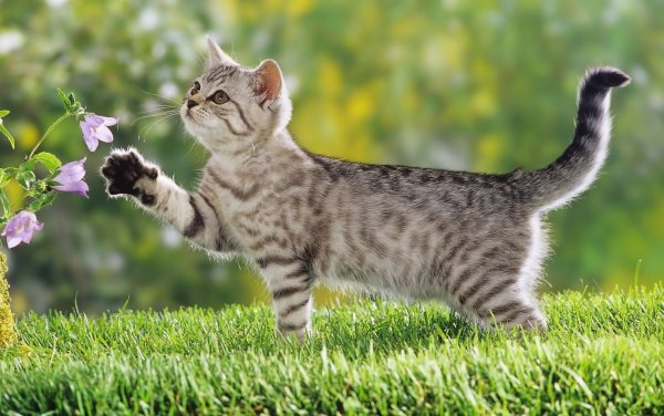 Саванна Ашера котенок