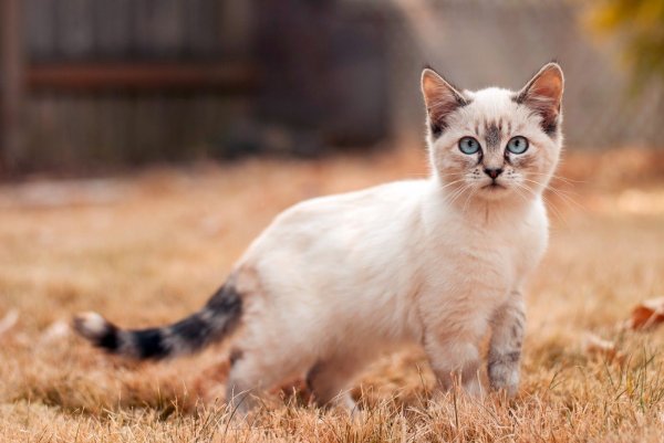 Сиамская кошка Манчкин