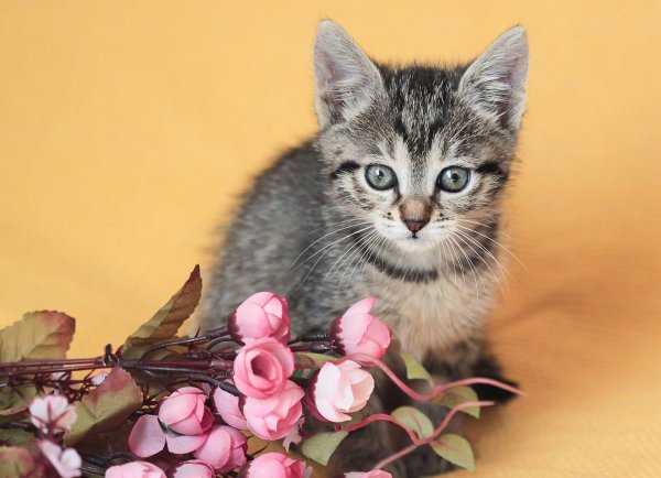 Кошка с цветами