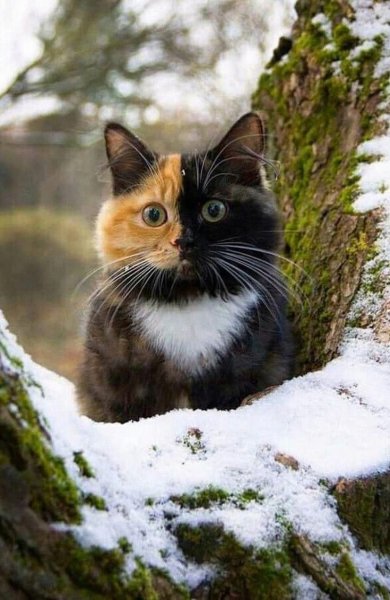 Красивый кот