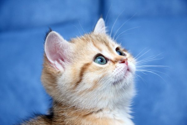 Милый кот