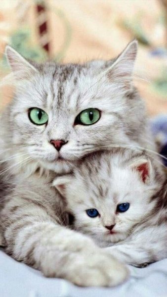Красивые котики