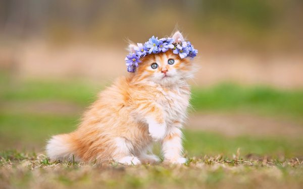 Пушистые котята