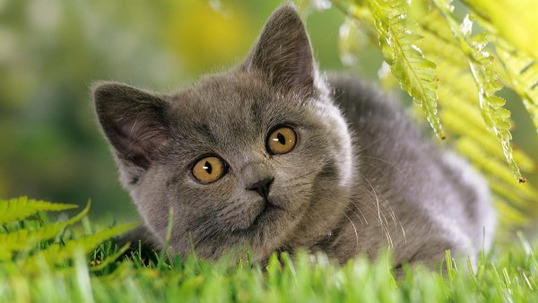 Британская короткошёрстная кошка шартрез