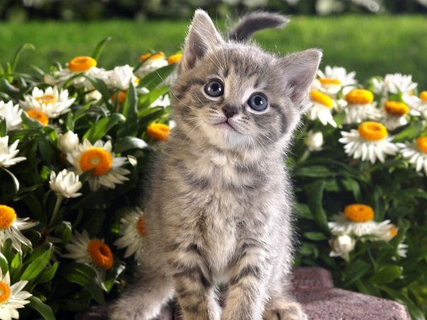 Красивые котики