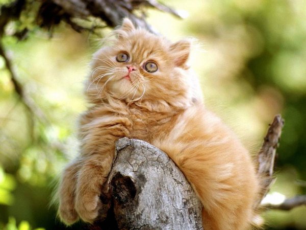 Гималайская кошка рыжая