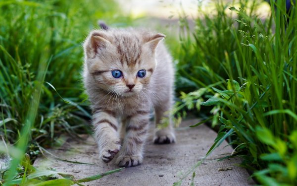 Симпатичные котята