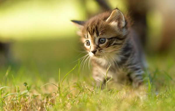 Маленькие котики