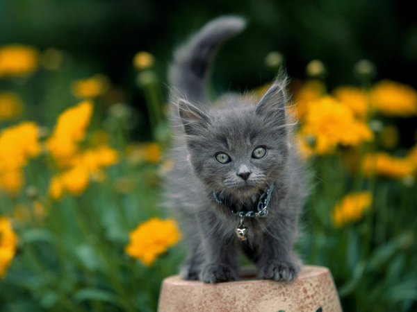 Красивые котята