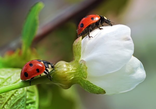 Жесткокрылые Божья коровка