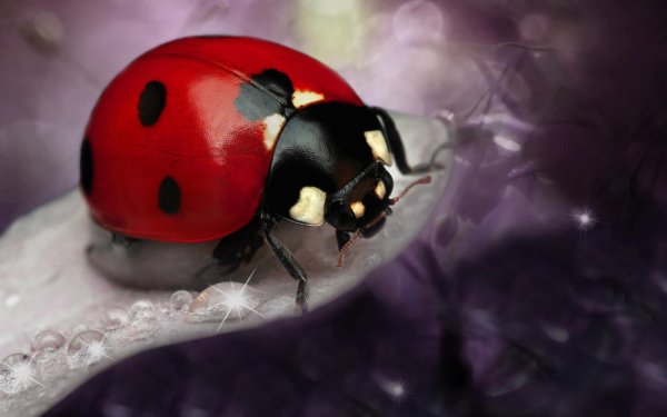 Божьи коровки