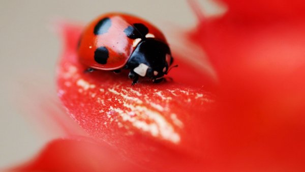 Божья коровка инстинкт