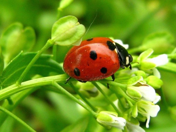 Божьи коровки