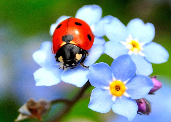 Божьи коровки