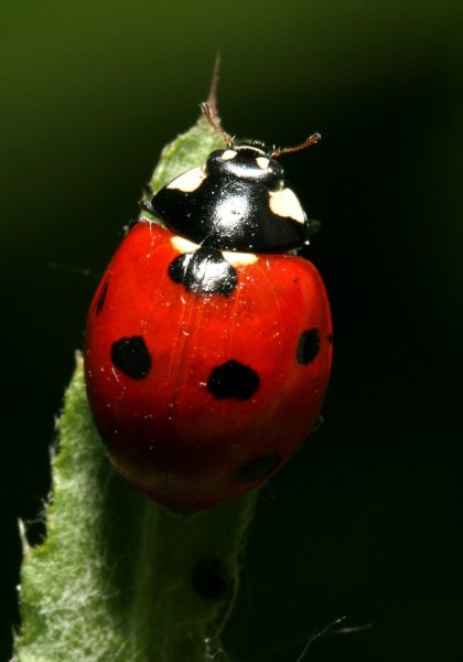 Божьи коровки