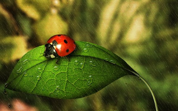 Божьи коровки