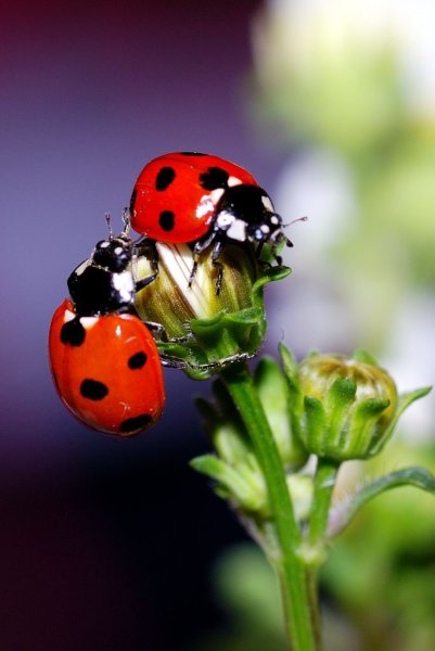 Девятиточечная Божья коровка