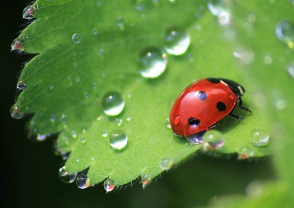 Божьи коровки