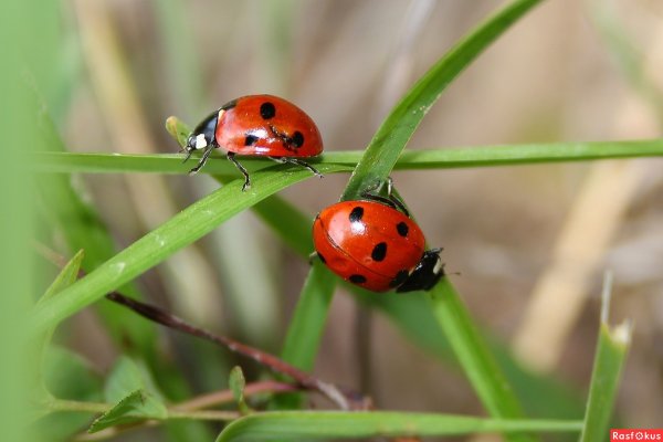 Божья коровка для детей