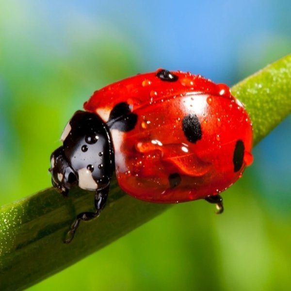 Жук Божья коровка