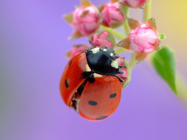 Божья коровка на цветке