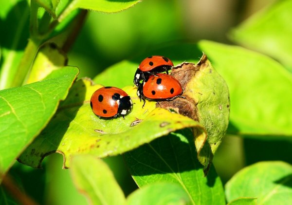 Божья коровка Семиточечная (Coccinella septempunctata l