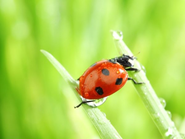 Божья коровка на траве с росой