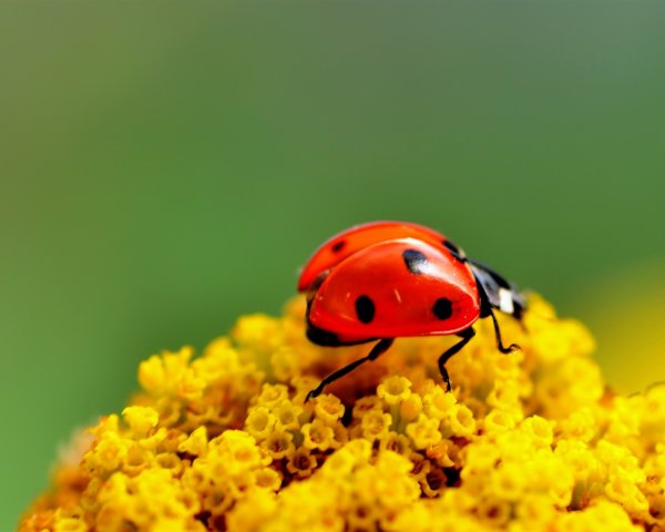 Божья коровка на желтом фоне