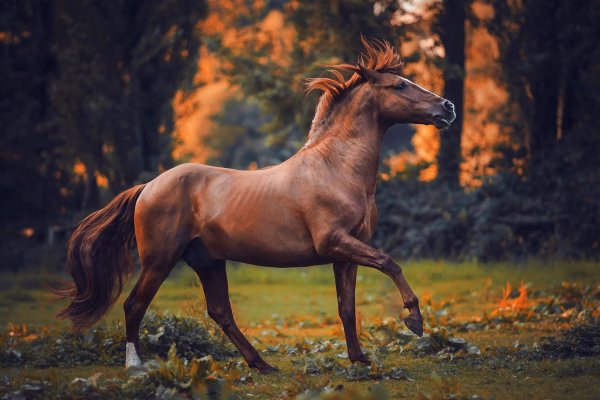 Коричневая лошадь