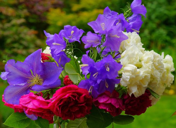 Роза Bluebell