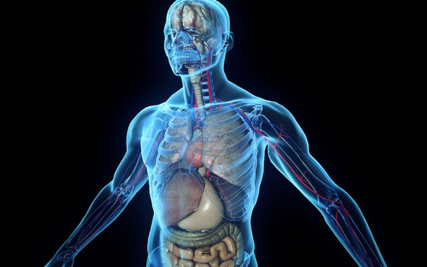 Организм человека