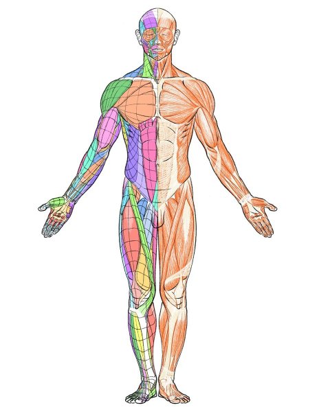 Тело человека