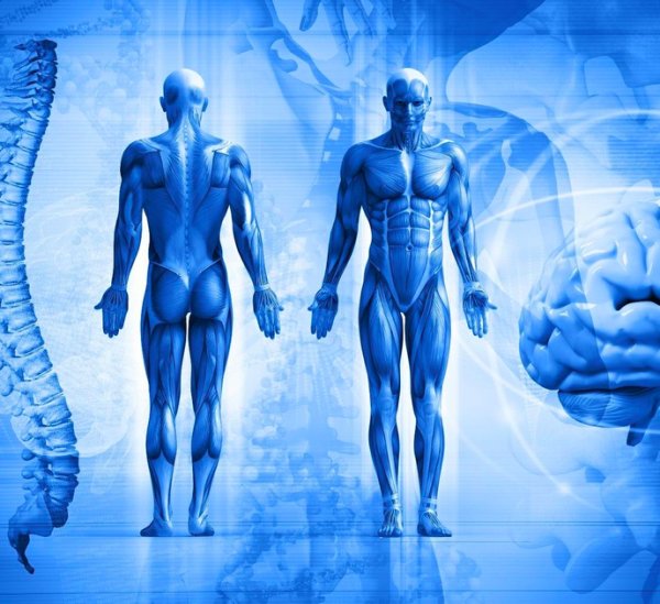 Мышечная анатомия человекк