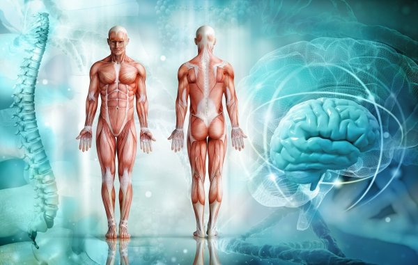 Организм человека