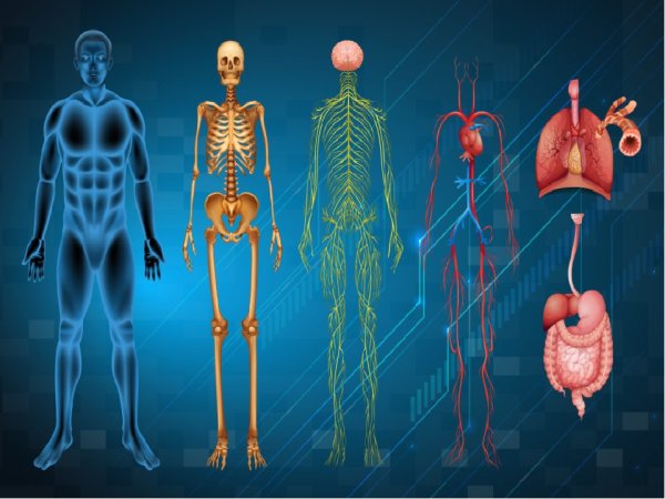 Человеческое тело красивое