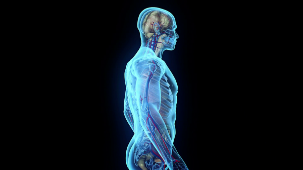 Тело человека