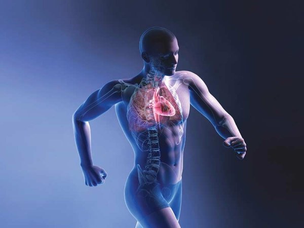 Скелет человеческого тела