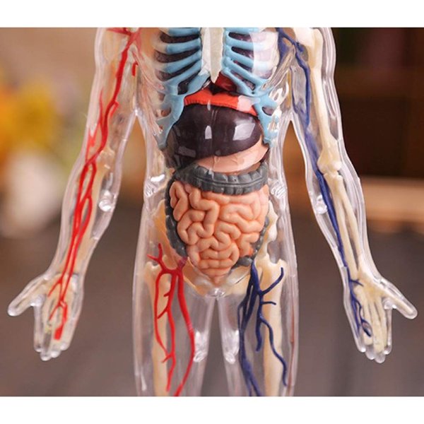 ,Анатомия физического тела