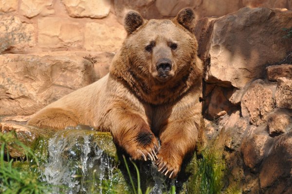 Бурый медведь – Ursus arctos l.
