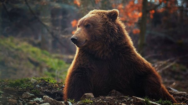 Русский бурый медведь