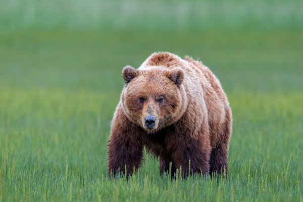 Медведь Гризли самка