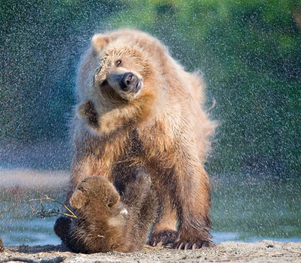 Медведь косолапый
