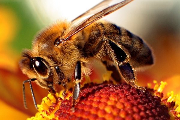APIS mellifera Sahariensis