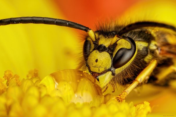 Wasp Шмель