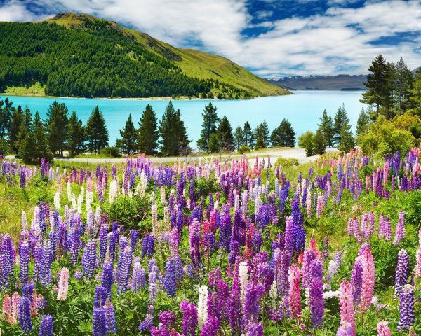 Озеро Текапо в новой Зеландии